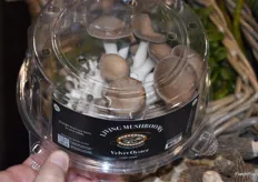 Living mushrooms are a new product from Ponderosa Mushrooms.